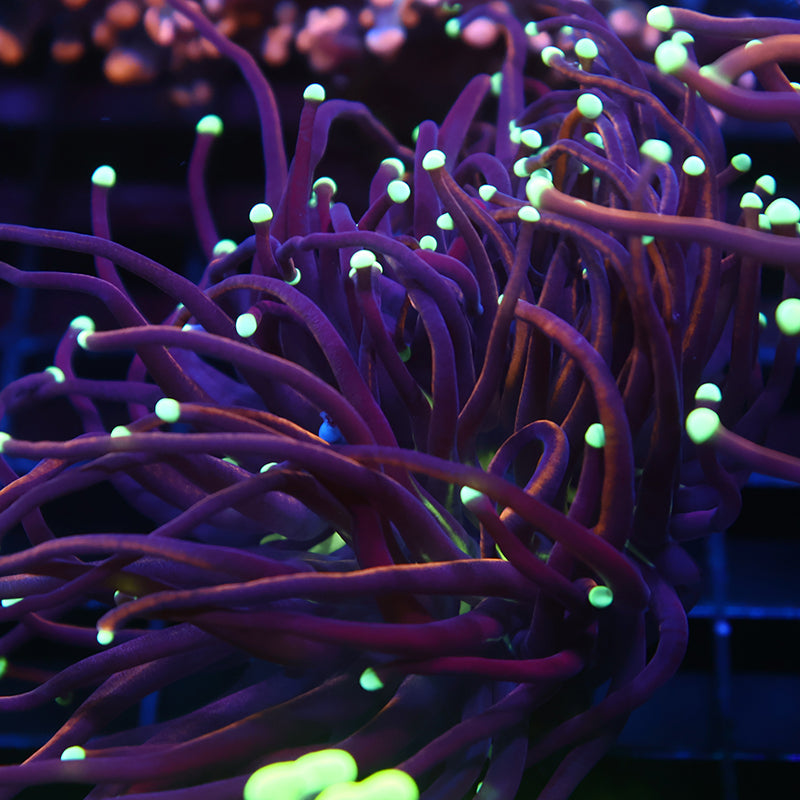 TCK Yellow Tips Indo Gold Torch