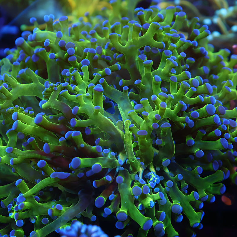 TCK Branching Green and Purple Frogspawn