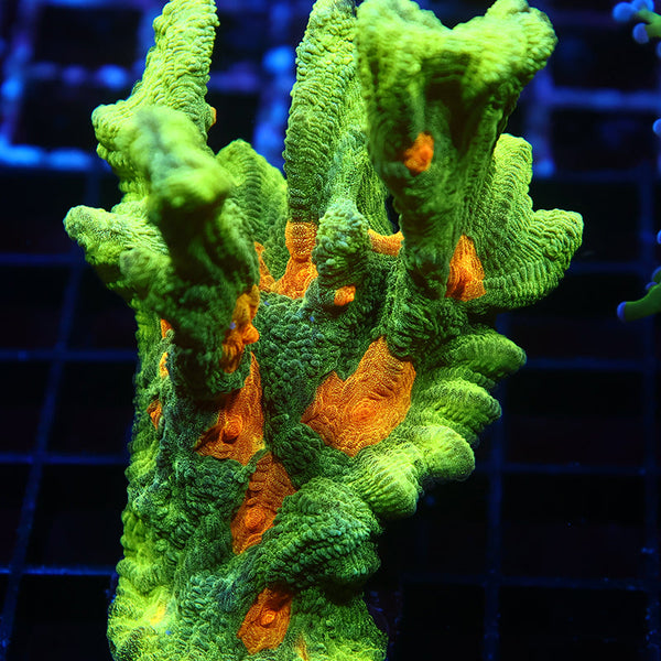 XL Space Invader Pectinia