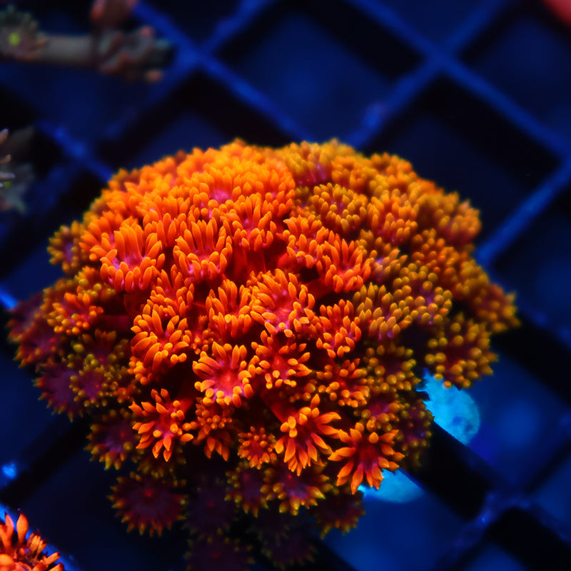 TCK Grafted Rainbow Crunch Goni Bernardpora