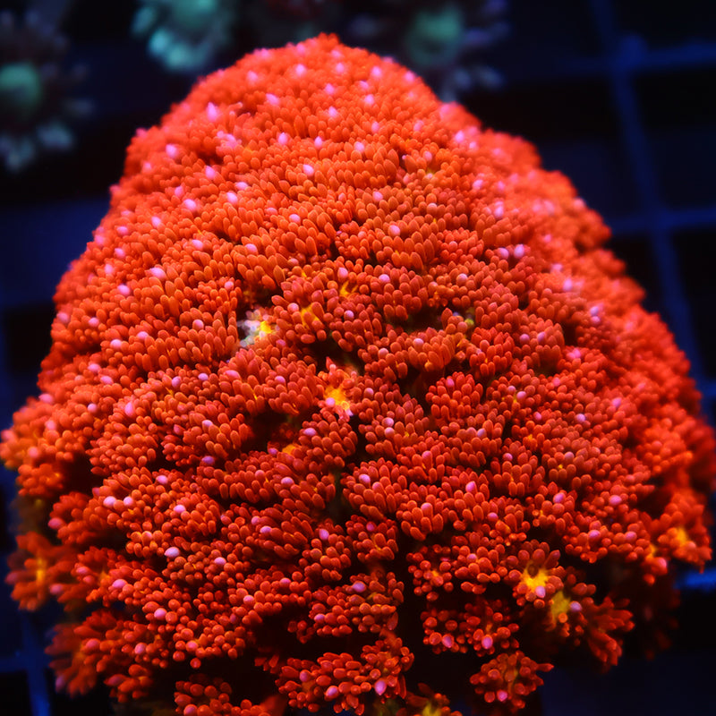 TCK Oddball Goni Bernardpora