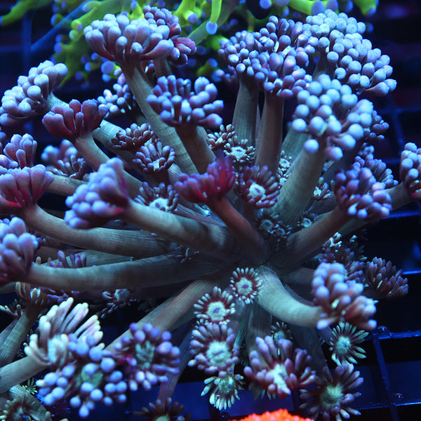 Lg TCK Grape Gumballz Goni