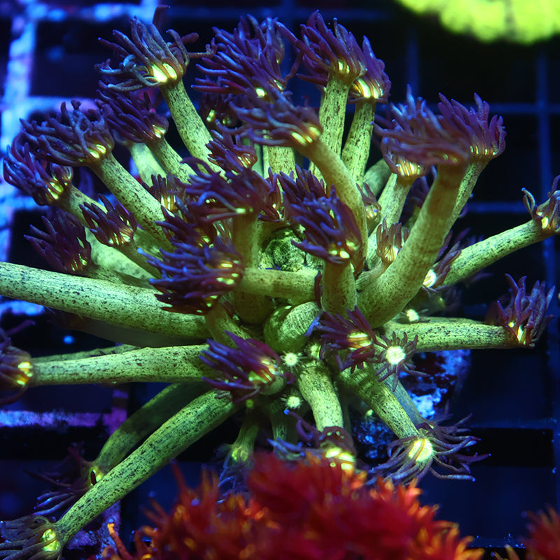 UC Space Glitter Goni