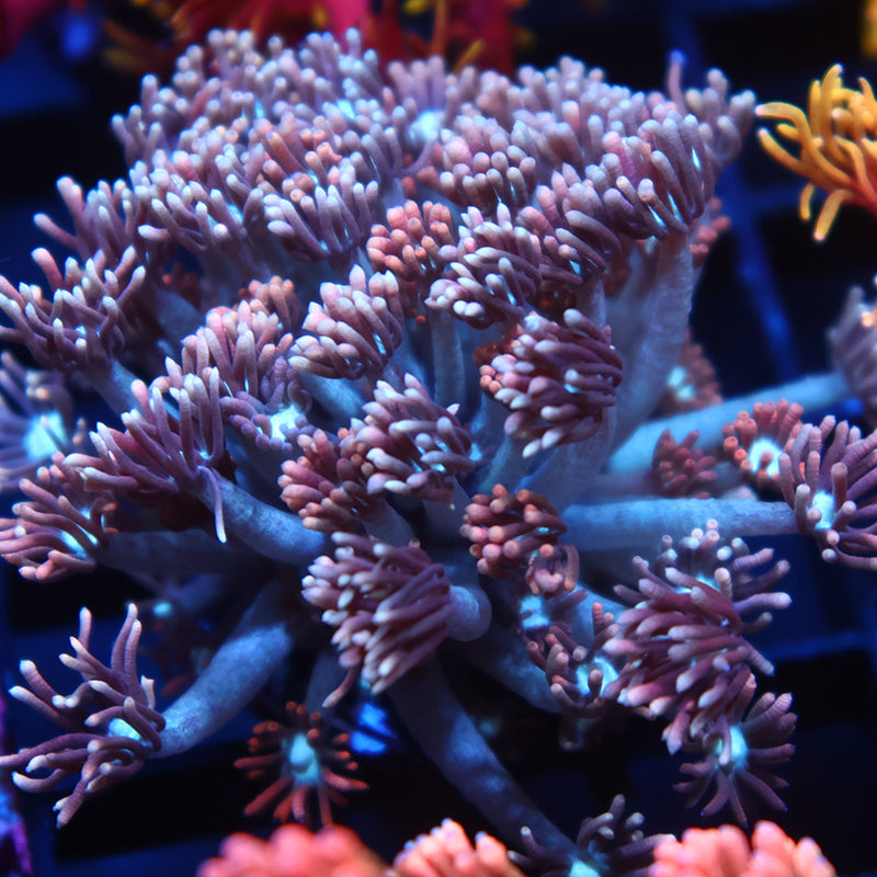 Lg TCK Rocket Pops Goni