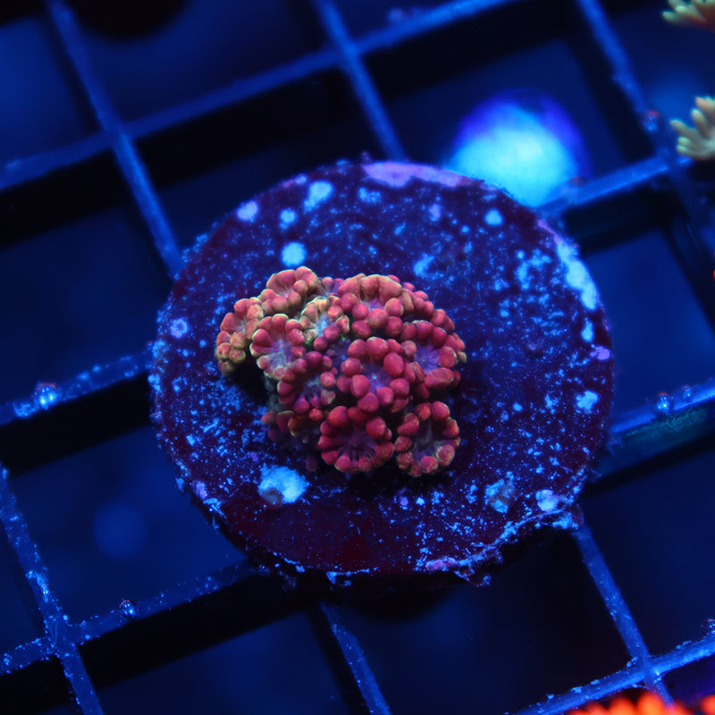 BSA Game Over Alveopora