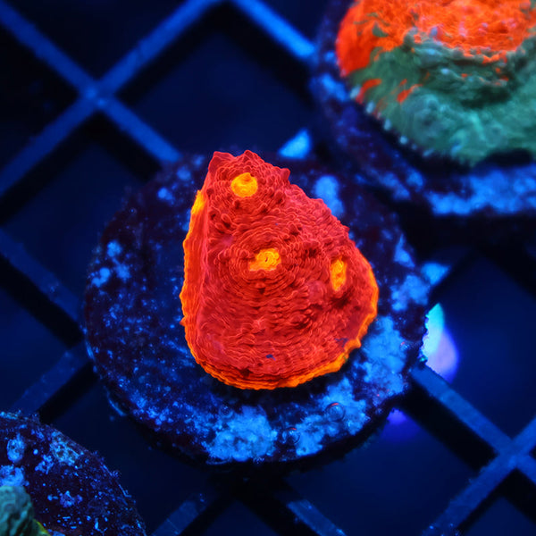 TCK Flamethrower Chalice