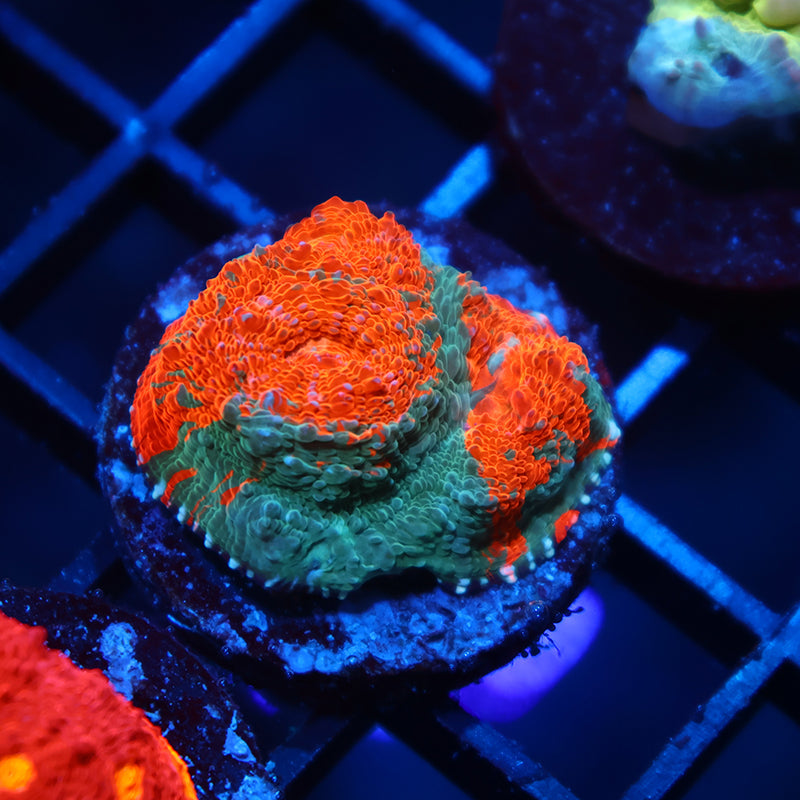 TCK Jawbreaker Chalice