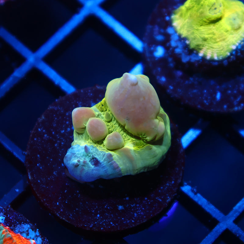 WWC Cosmic Candy Bounce Chalice