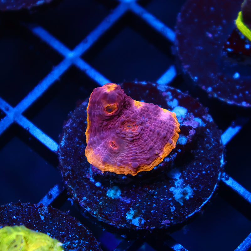 TCK Pink Rainbow Chalice