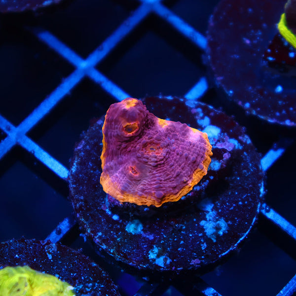 TCK Pink Rainbow Chalice