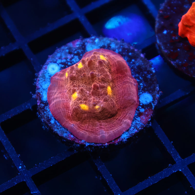 TCK Whirly Pop Chalice