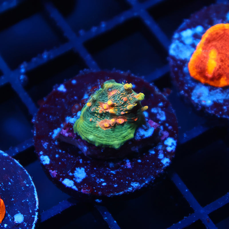 TCK Bella's Mermaid Chalice