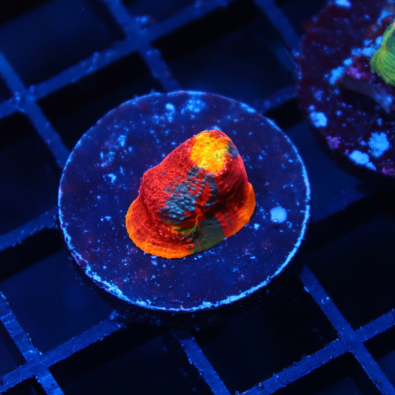 TCK Ultimate Rainbow Chalice