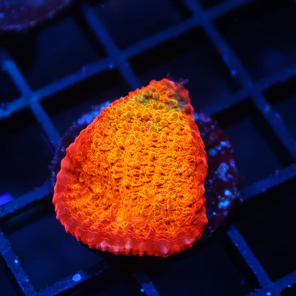 ARC Ludicrous Chalice