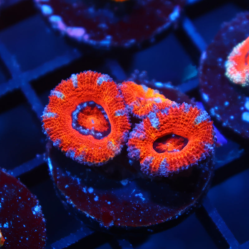 TCK Rainbow Red Acan Lord