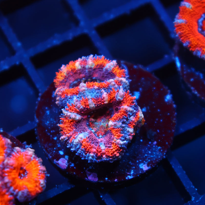 TCK Rainbow Acan Lord