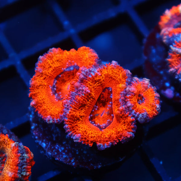 TCK Rainbow Acan Lord