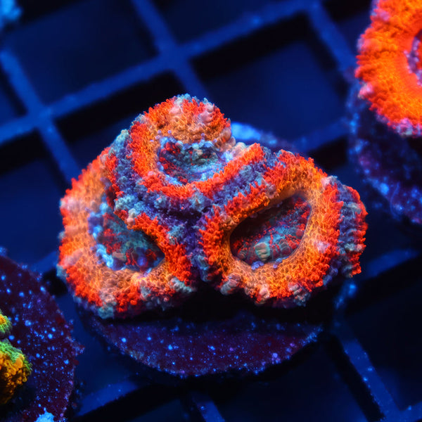 TCK Solar Storm Acan Lord