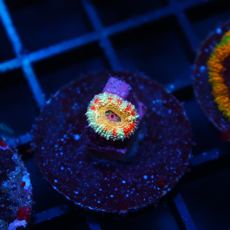 Tiny CC OG Rising Sun Acan Lord