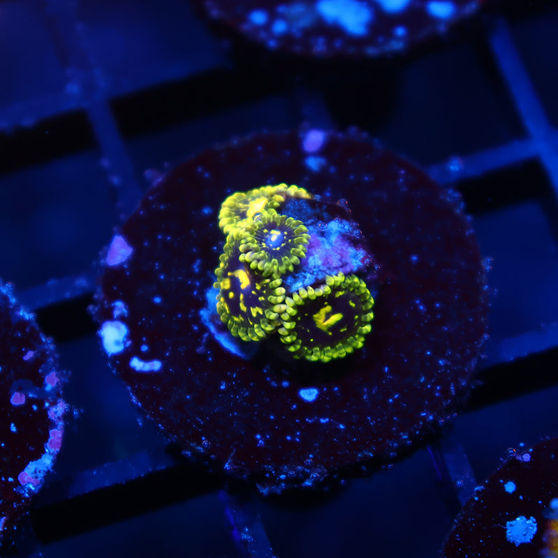 Exospheres