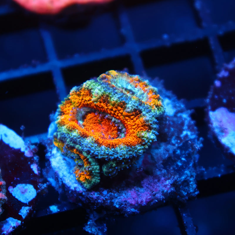 TCK Awesome Orange Acan Lord