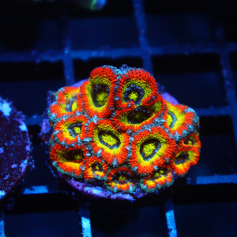 TCK HG Micromussa