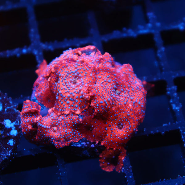 TCK Superman Mushrooms