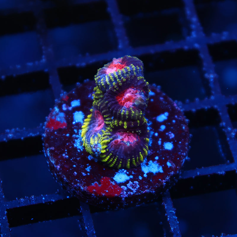 TCK Space Monkey Favia