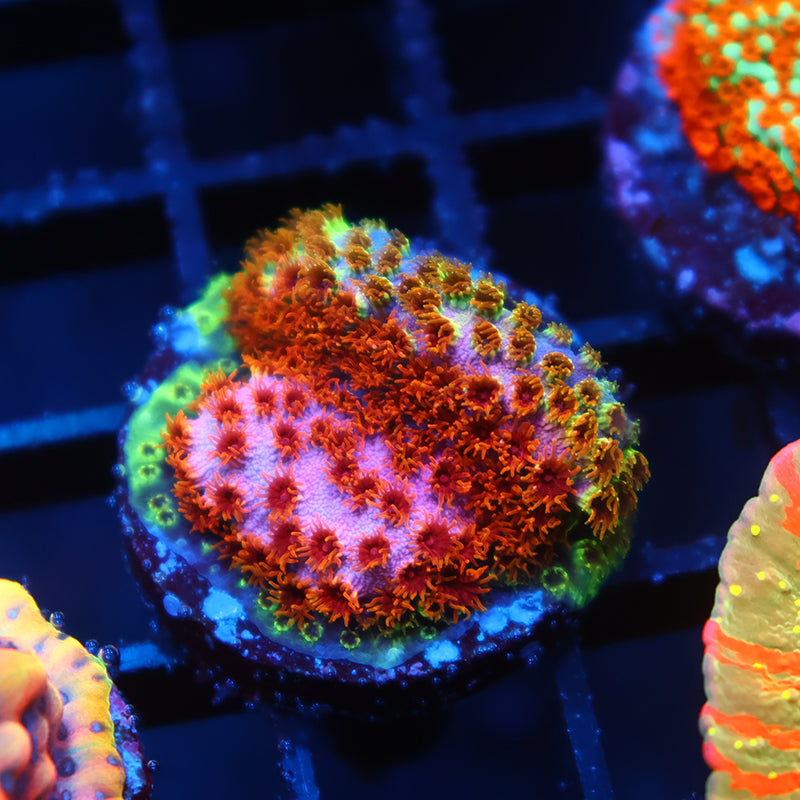 Skittles Bomb Cyphastrea