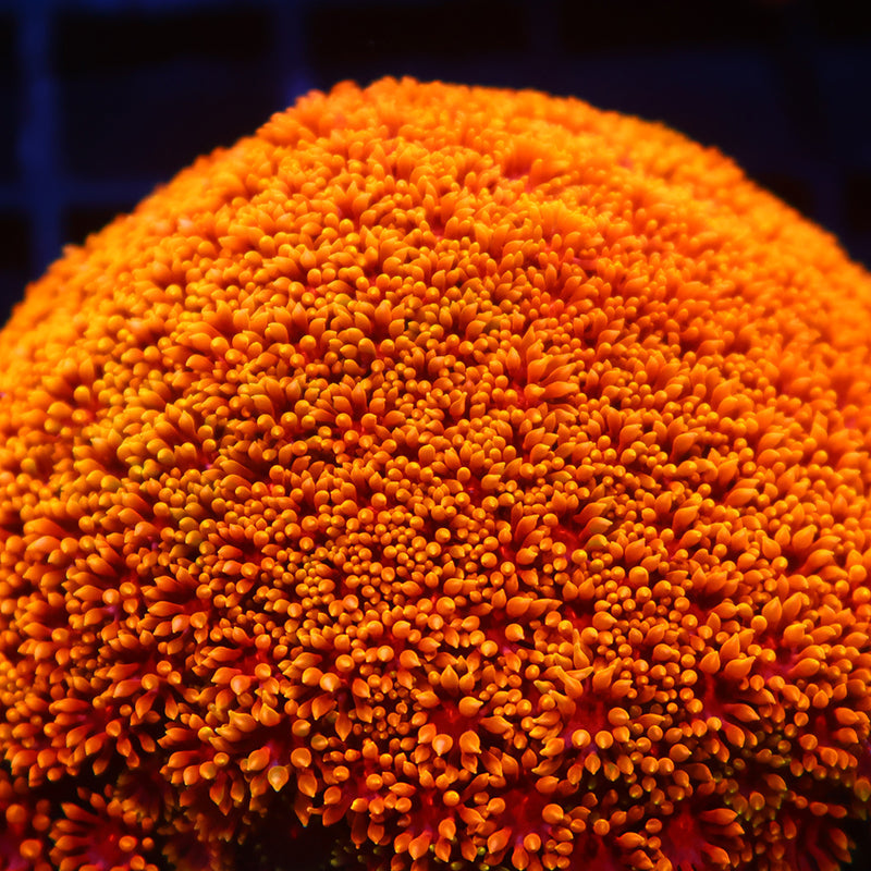 Lg TCK Rainbow Crunch Goni Bernardpora