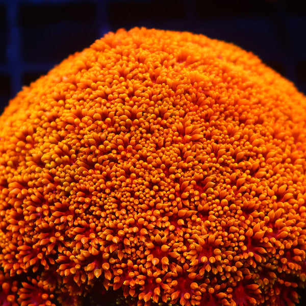 Lg TCK Rainbow Crunch Goni Bernardpora