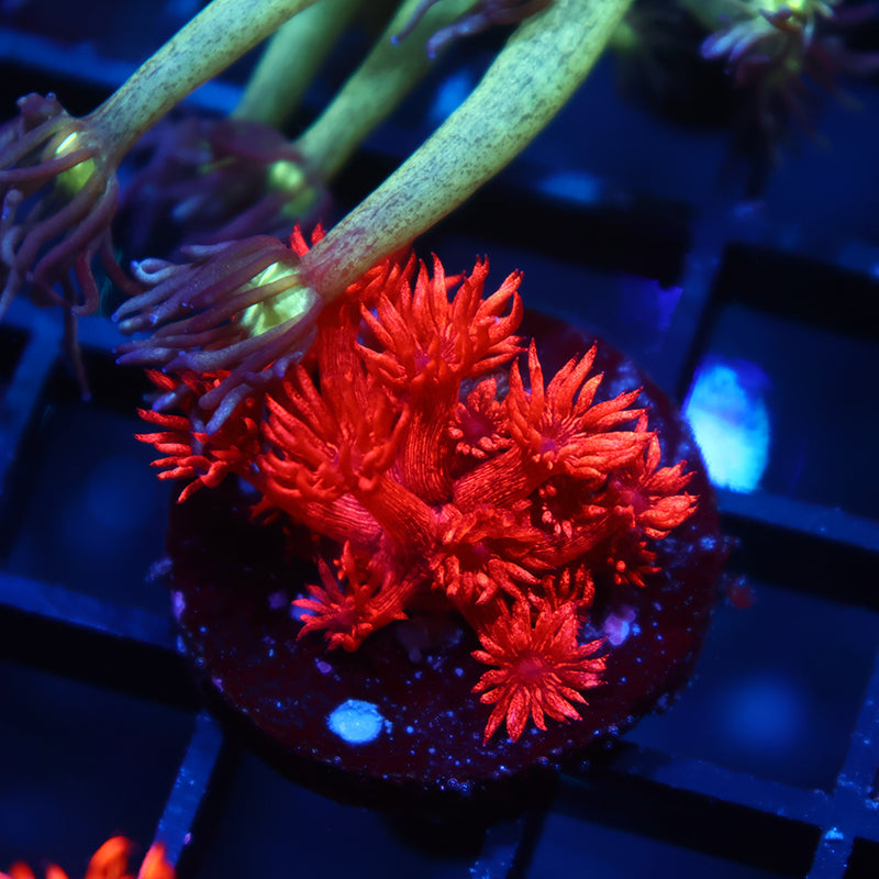 TCK Alec's Insane Red Glitterbomb Goni