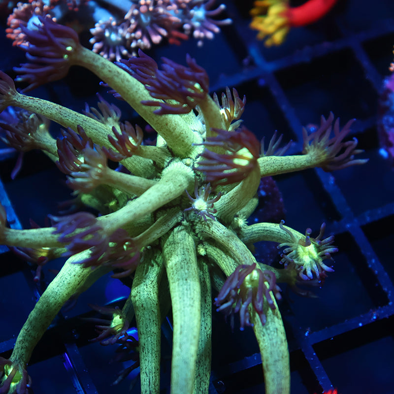 UC Space Glitter Goni