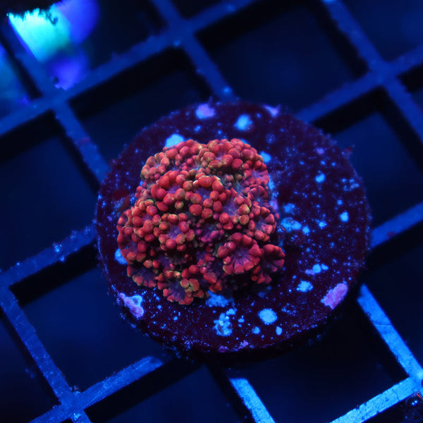 BSA Game Over Alveopora