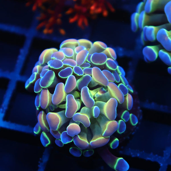 TCK Branching Hologram Hammer