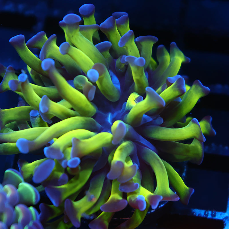 TCK Branching Purple Tips Hammer