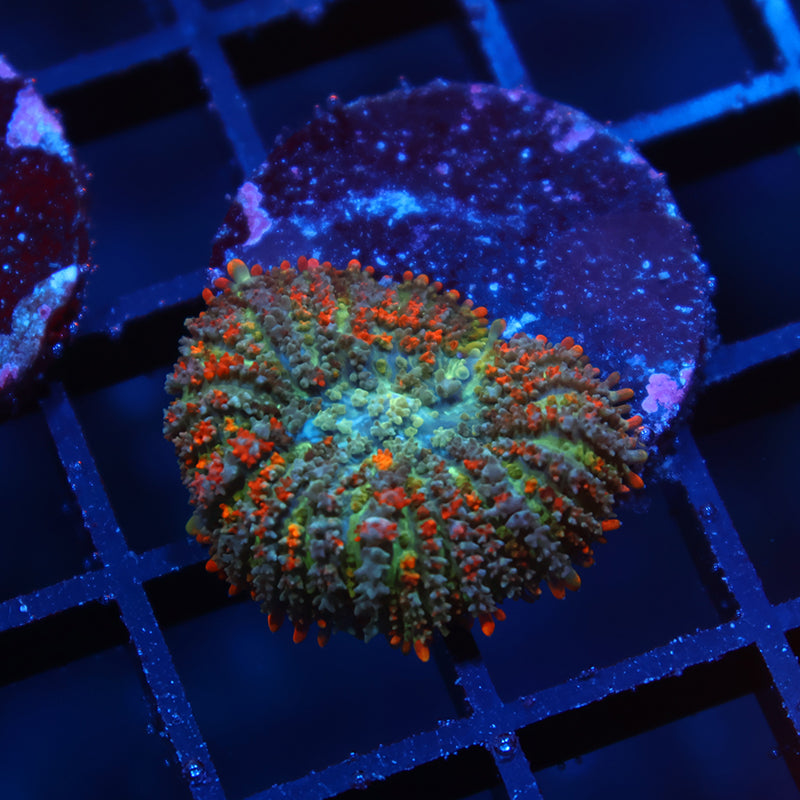 Deathstroke Bounce Mushroom