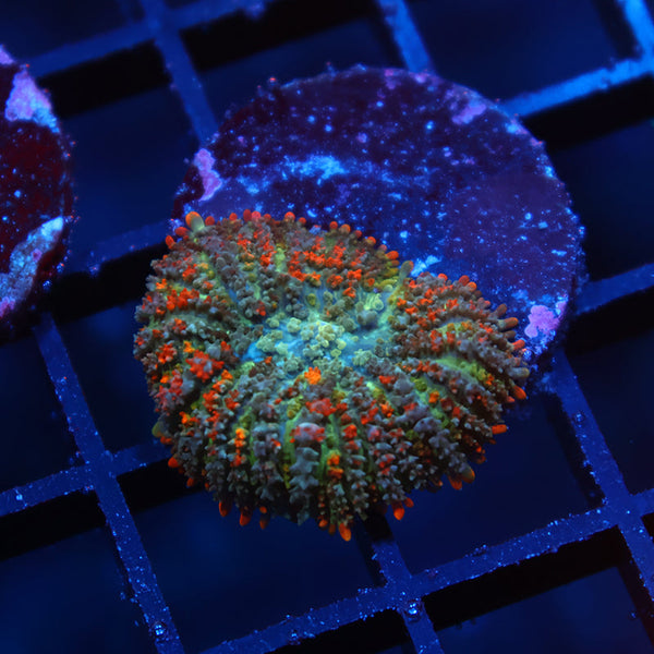 Deathstroke Bounce Mushroom