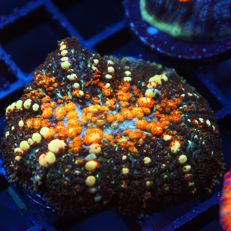 TCK Powerball Bounce Mushroom