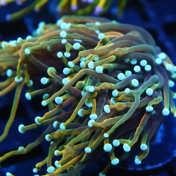 TCK Indo Tamer Torch