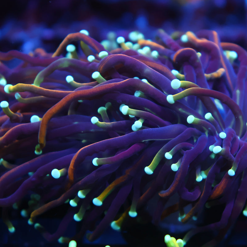 TCK Insane Hellfire Torch