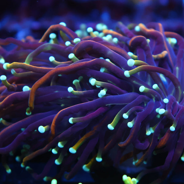 TCK Insane Hellfire Torch