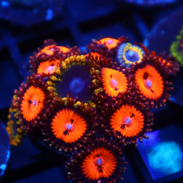 Rainbow Yoda/WWC Bloodsuckers