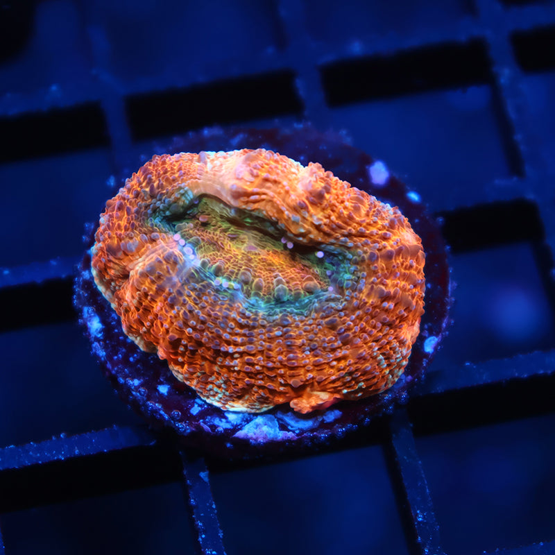 TCK Tangerine Bowerbanki