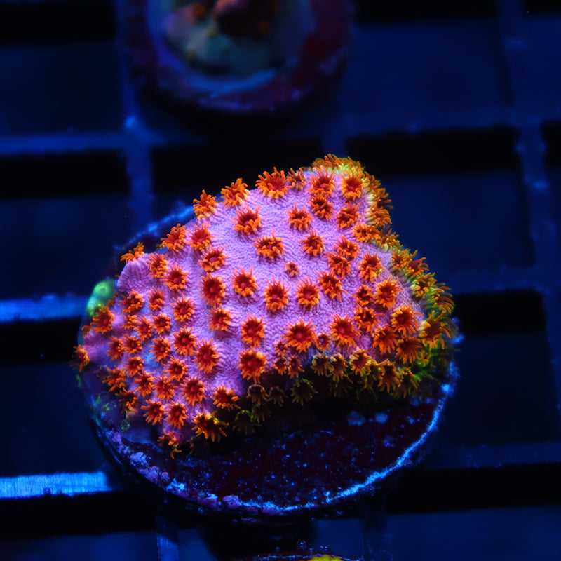 Skittles Bomb Cyphastrea