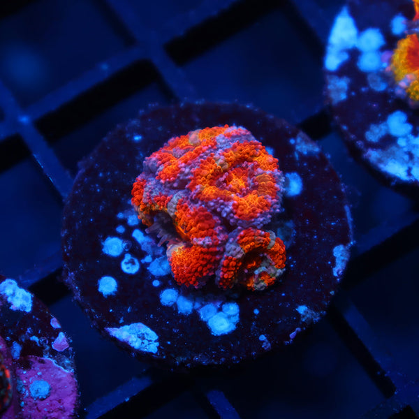 TCK Rainbow Acan Lord