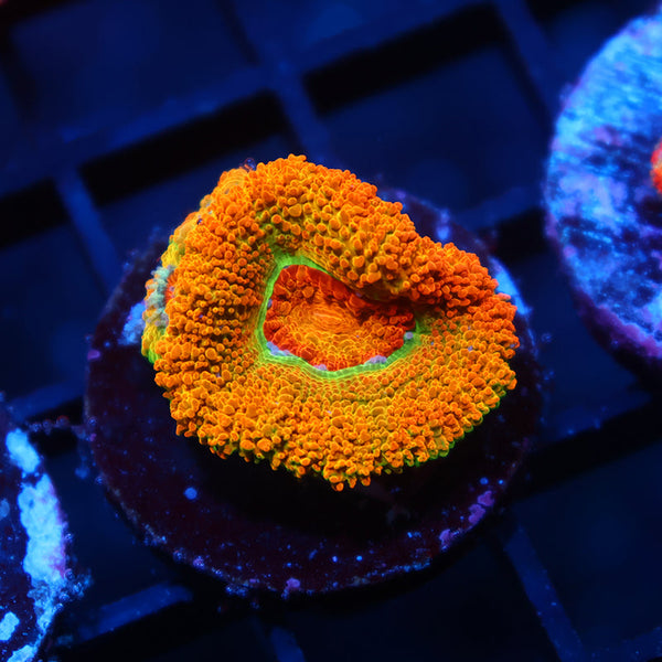 BSA Killshot Acan Lord