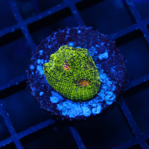 TCK Toxic Swirl Chalice