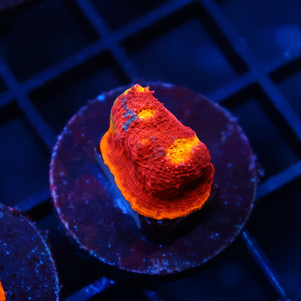 TCK Ultimate Rainbow Chalice