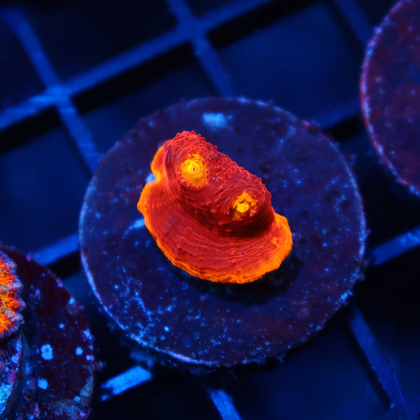 TCK Crazy Rainbow Chalice